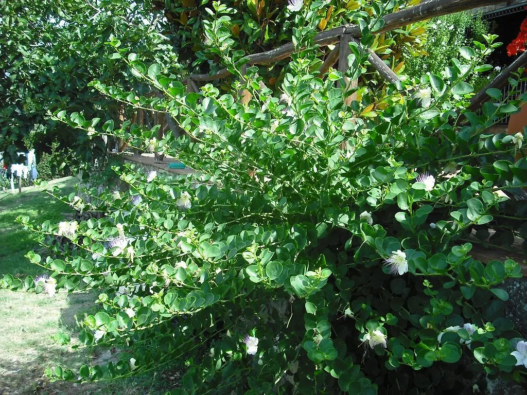 Alloggio per agriturismo Agriturismo La Scarpaia Anghiari