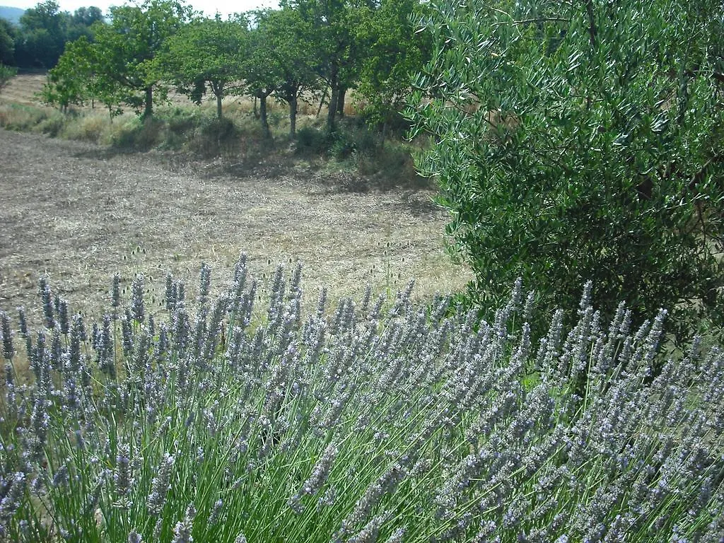 Agriturismo La Scarpaia Villa Anghiari